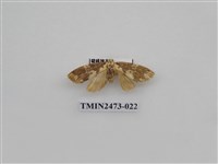 藏品(褐白豔苔蛾)的圖片